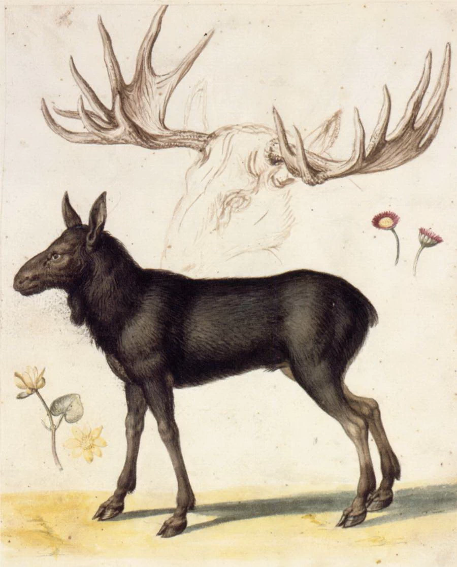 Studio di animale - Österreichische Nationalbibliothek, Vienna